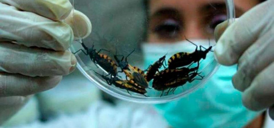 Tratamiento novedoso de la enfermedad de Chagas